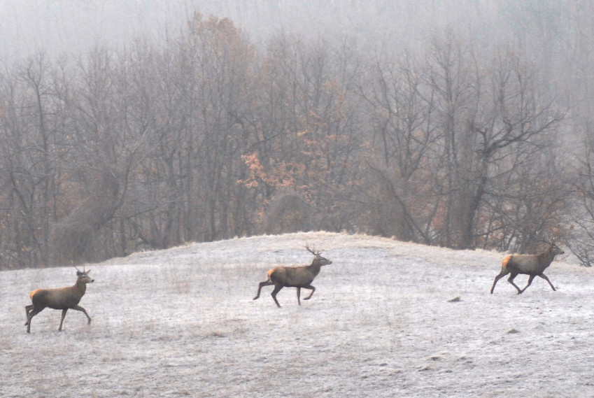 PASSIONE PER IL CERVO